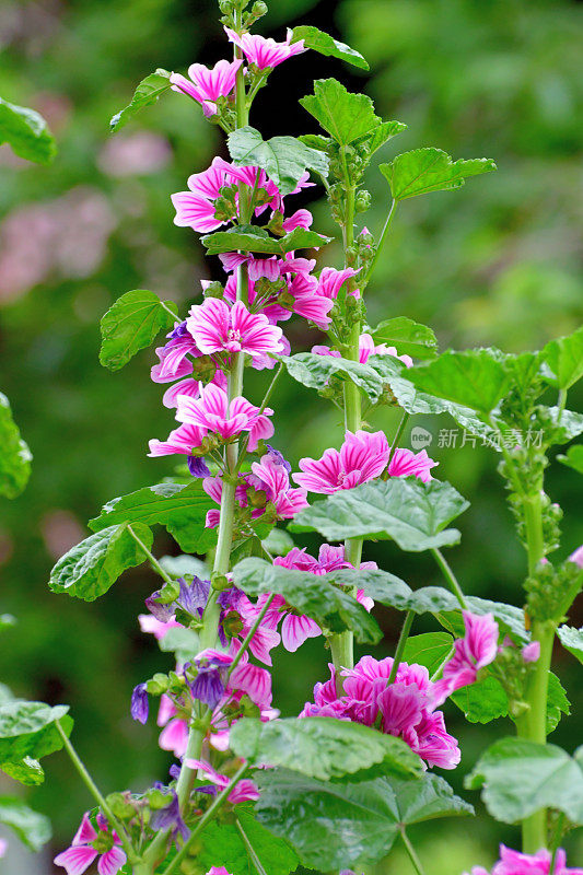 通常是Mallow / Malva Mauritiana / Malva Sylvestris